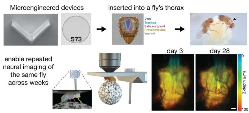 A window into the nervous system of the fruit fly