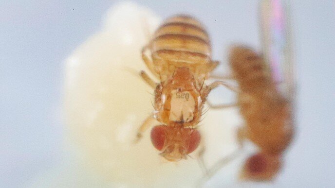 A window into the nervous system of the fruit fly