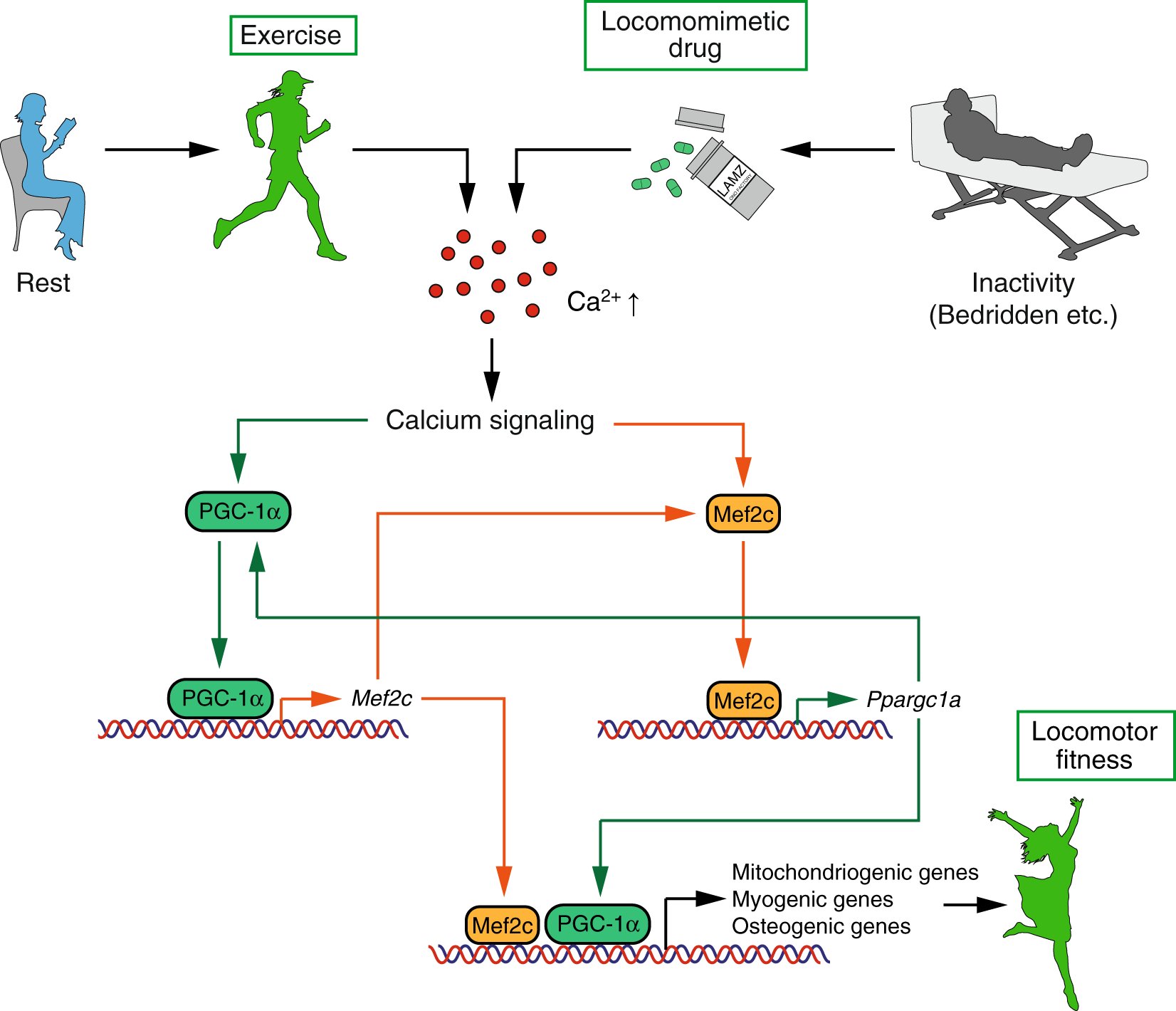 Scientists identify a drug that mimics the effects of exercise on muscles and bones