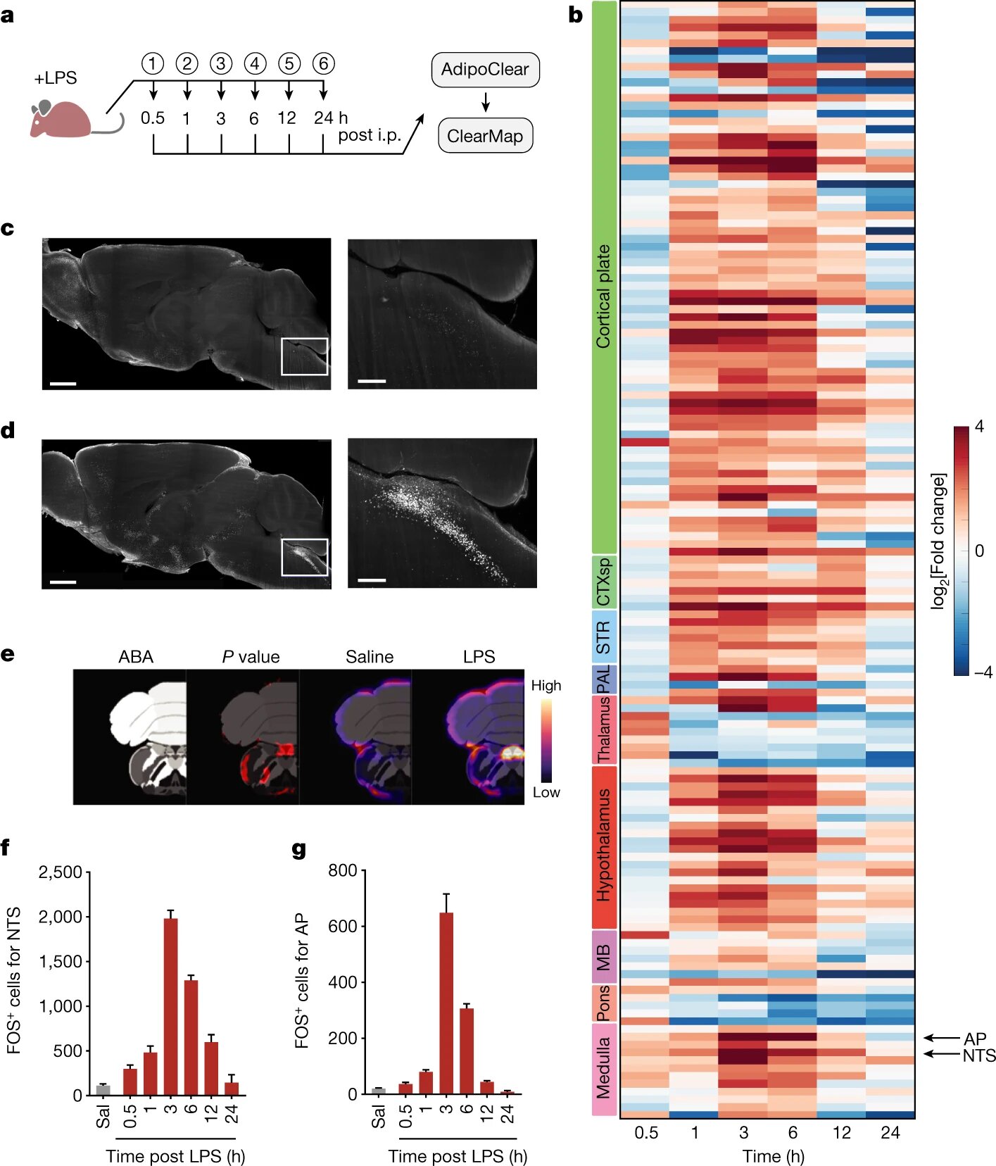 Brainstem neurons that regulate disease symptoms found in mouse model