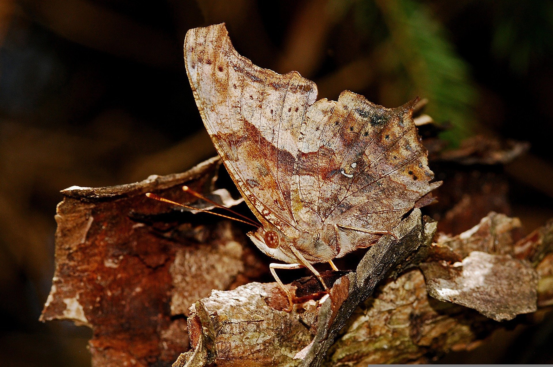 Comparison of the effectiveness of camouflage in different animals