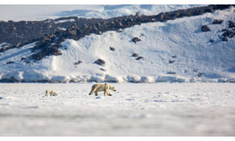 Spotting seals in a rapidly changing Arctic with your eyes on the sky