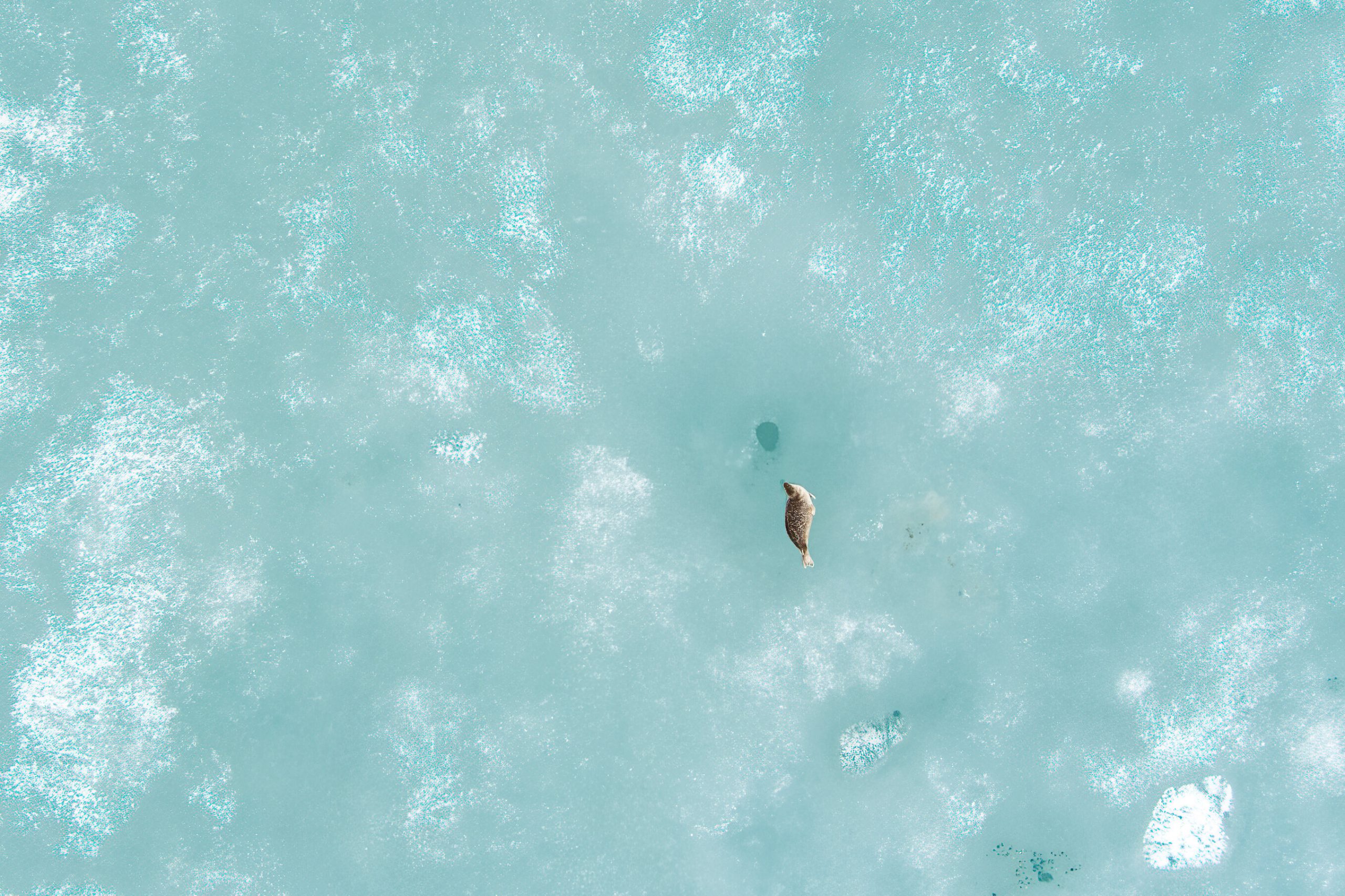 Spotting seals in a rapidly changing Arctic with your eyes on the sky