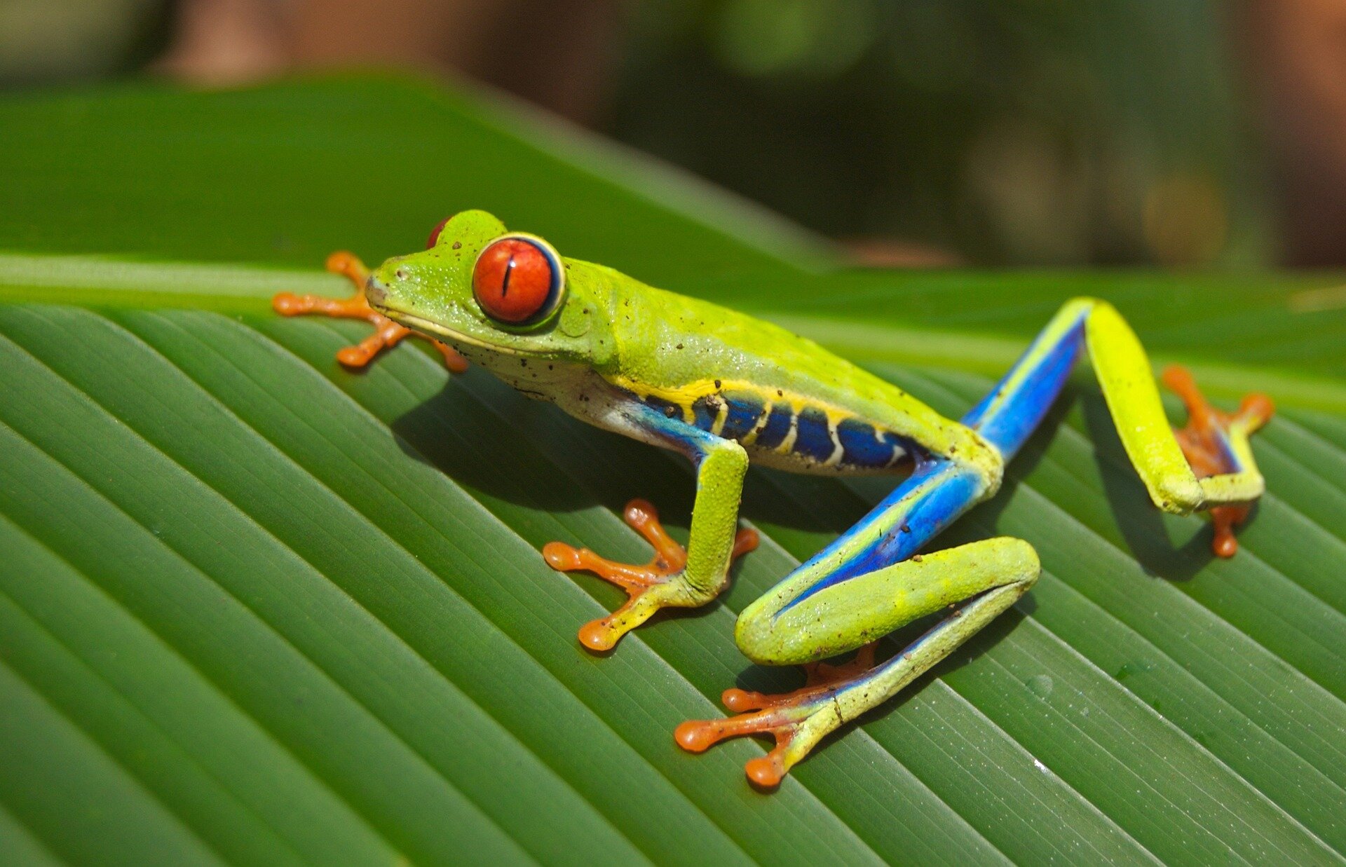 Beyond Sound: Red-eyed tree frogs use sound and vibration for mate calls and aggression