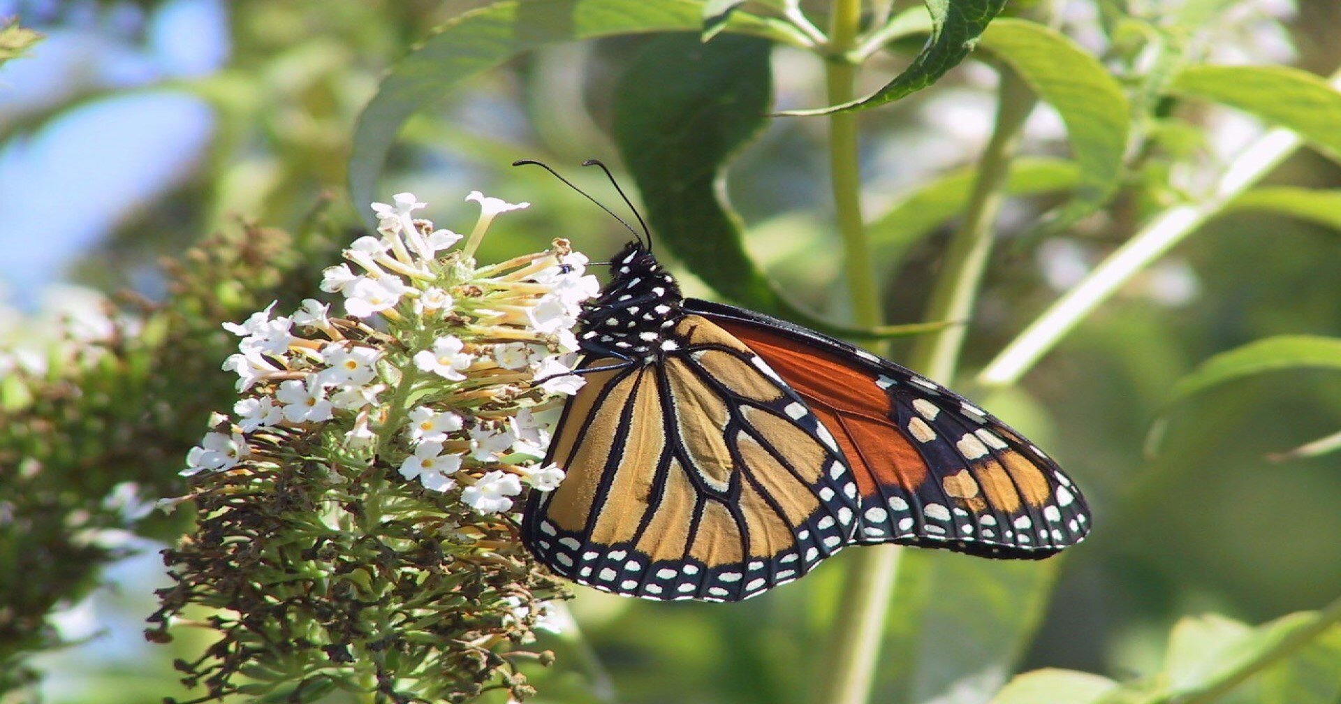 Research shows the effects of hotter fall temperatures on insects