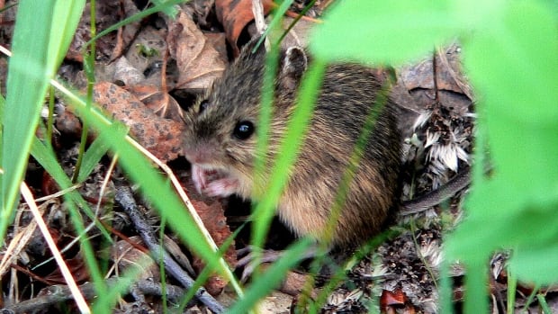 They scurry, climb and chew, but have you heard of jumping mice?  |  CBC News