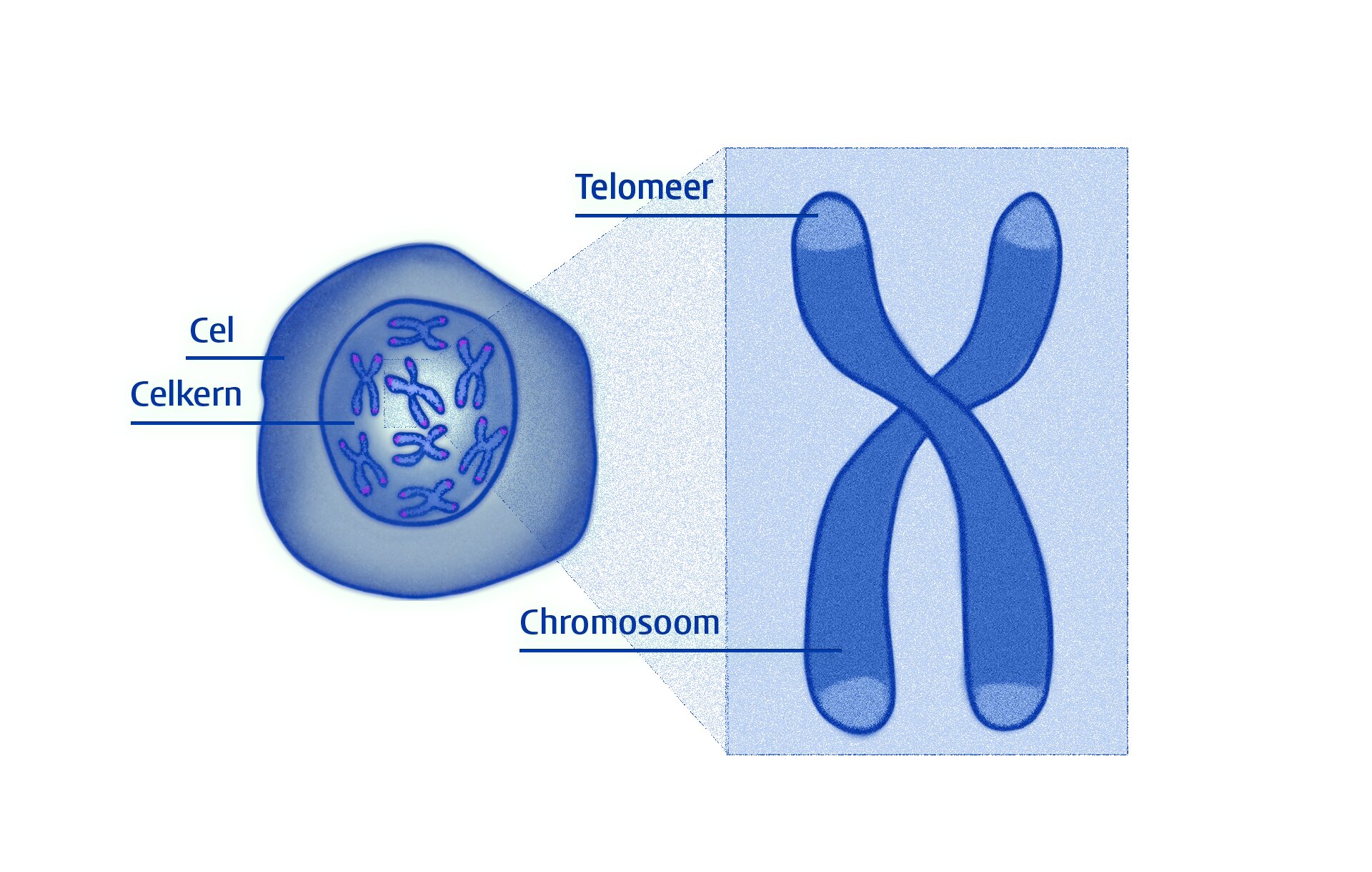 Can we live longer?  Physicist makes discovery about telomeres