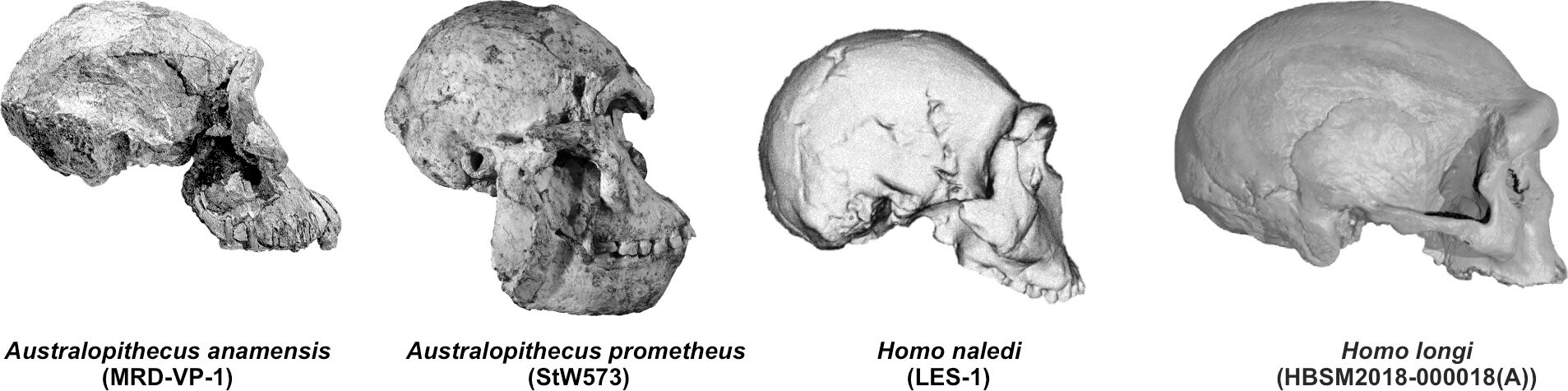 Paleontologists unveil new data on the evolution of the hominid skull