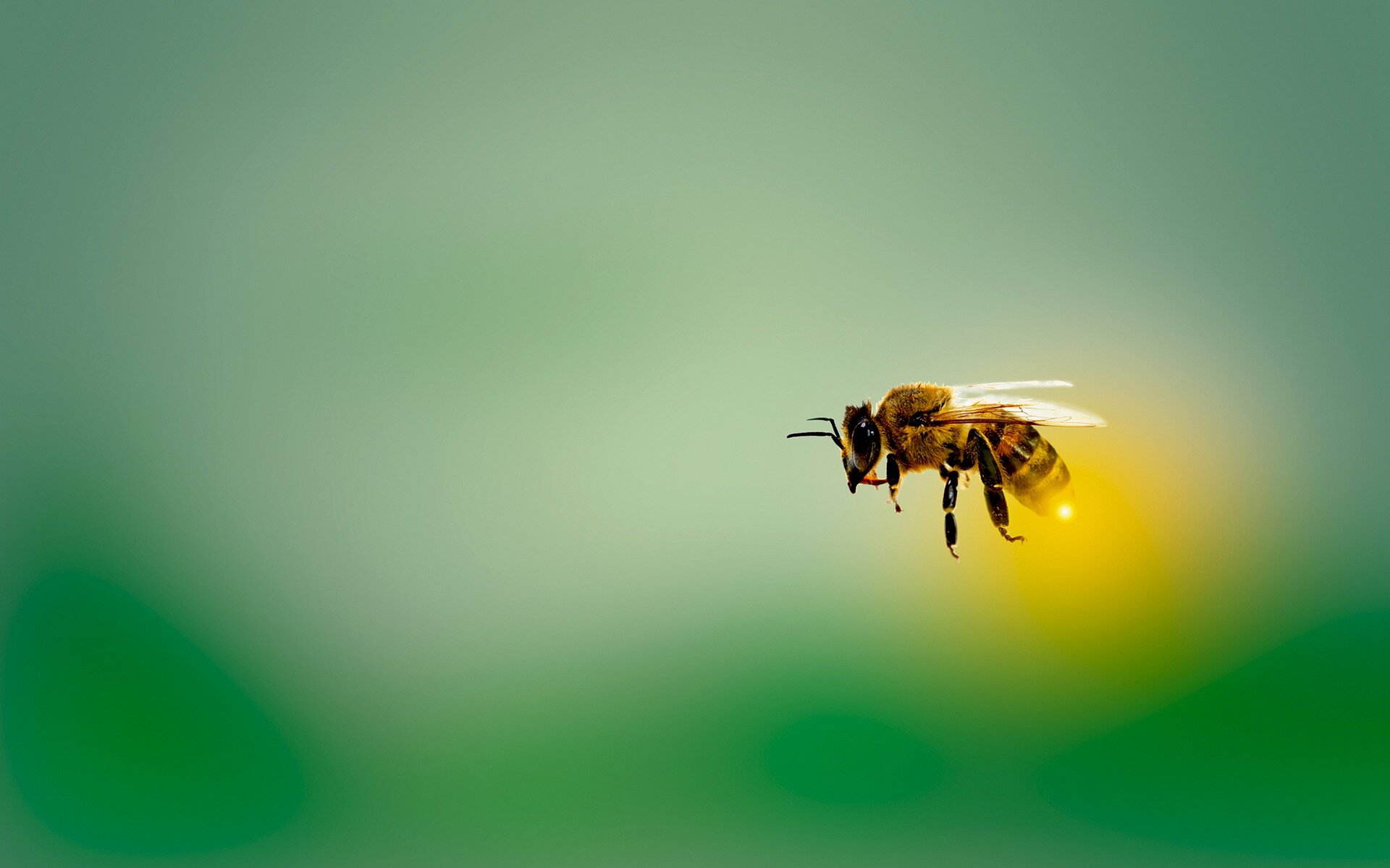 In larger groups, honey bees sting less often