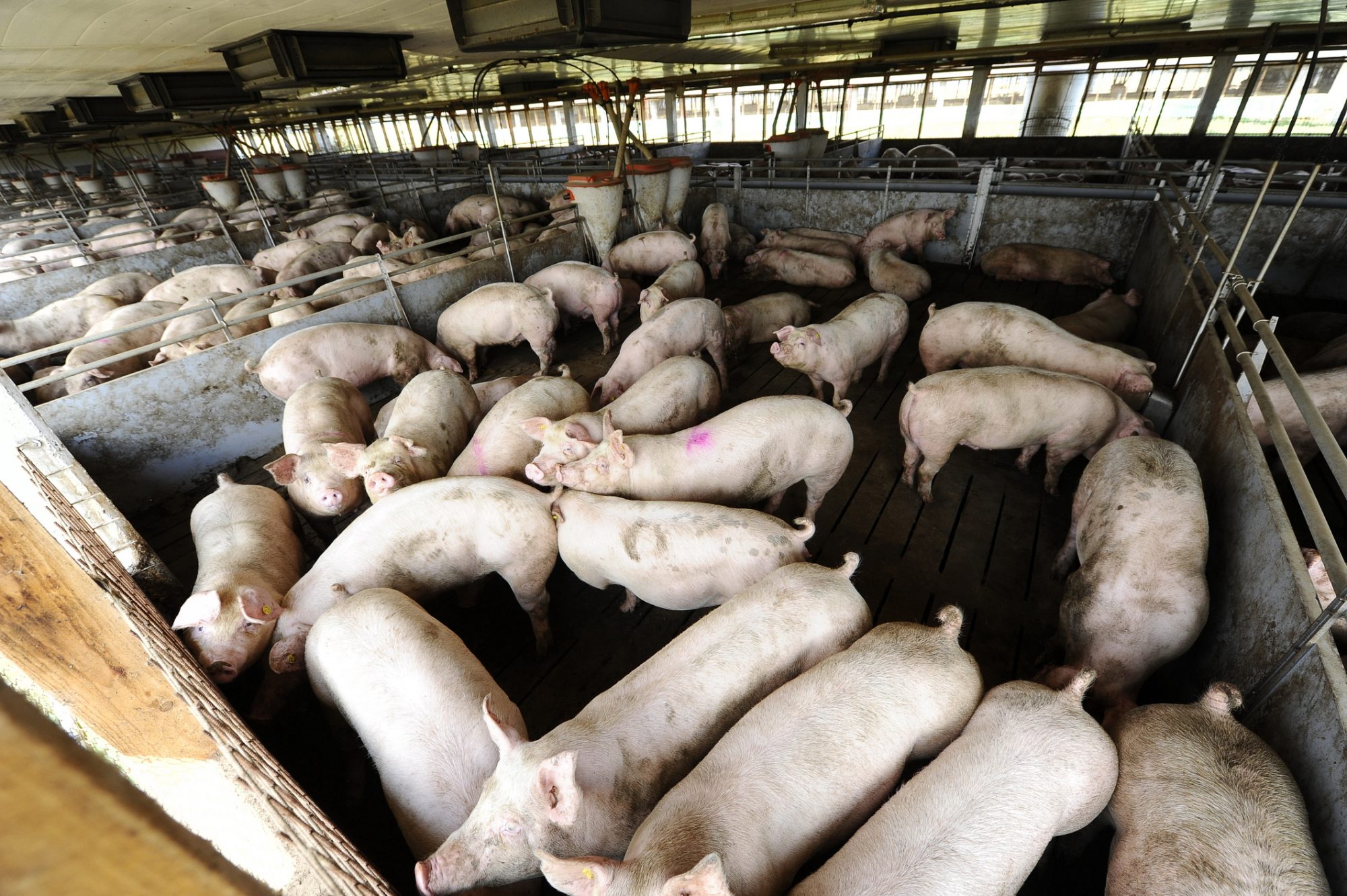 Many pigs in a farm