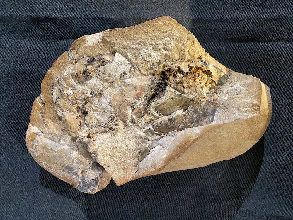 The oldest fossil heart of a vertebrate ever found tells a 380-million-year evolutionary story