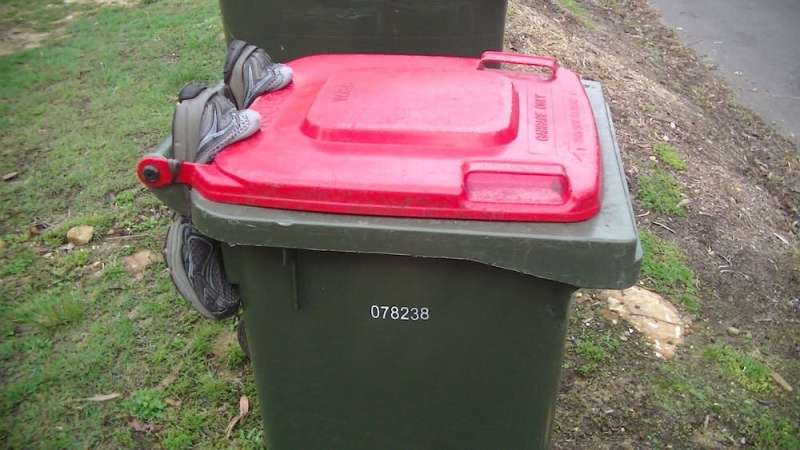 An arms race over food waste: Sydney cockatoos are still opening roadside trash cans, despite our efforts to stop them