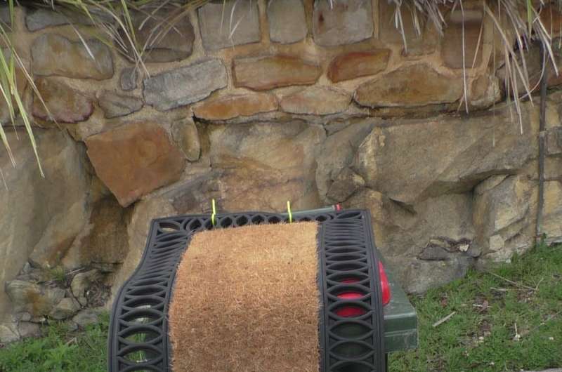 An arms race over food waste: Sydney cockatoos are still opening roadside trash cans, despite our efforts to stop them