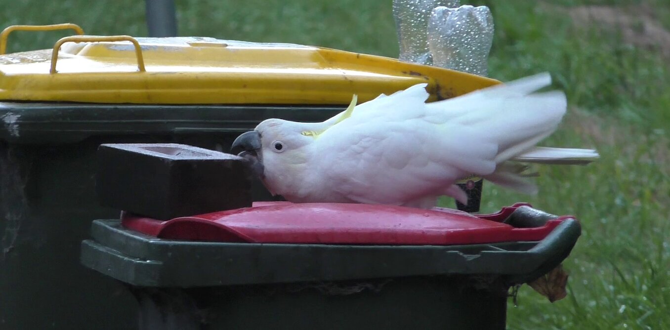 An arms race over food waste: Sydney cockatoos are still opening roadside trash cans, despite our efforts to stop them