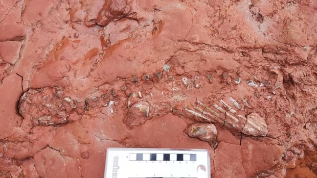 What to do if you find a fossil on PEI |  Find?  CBC News