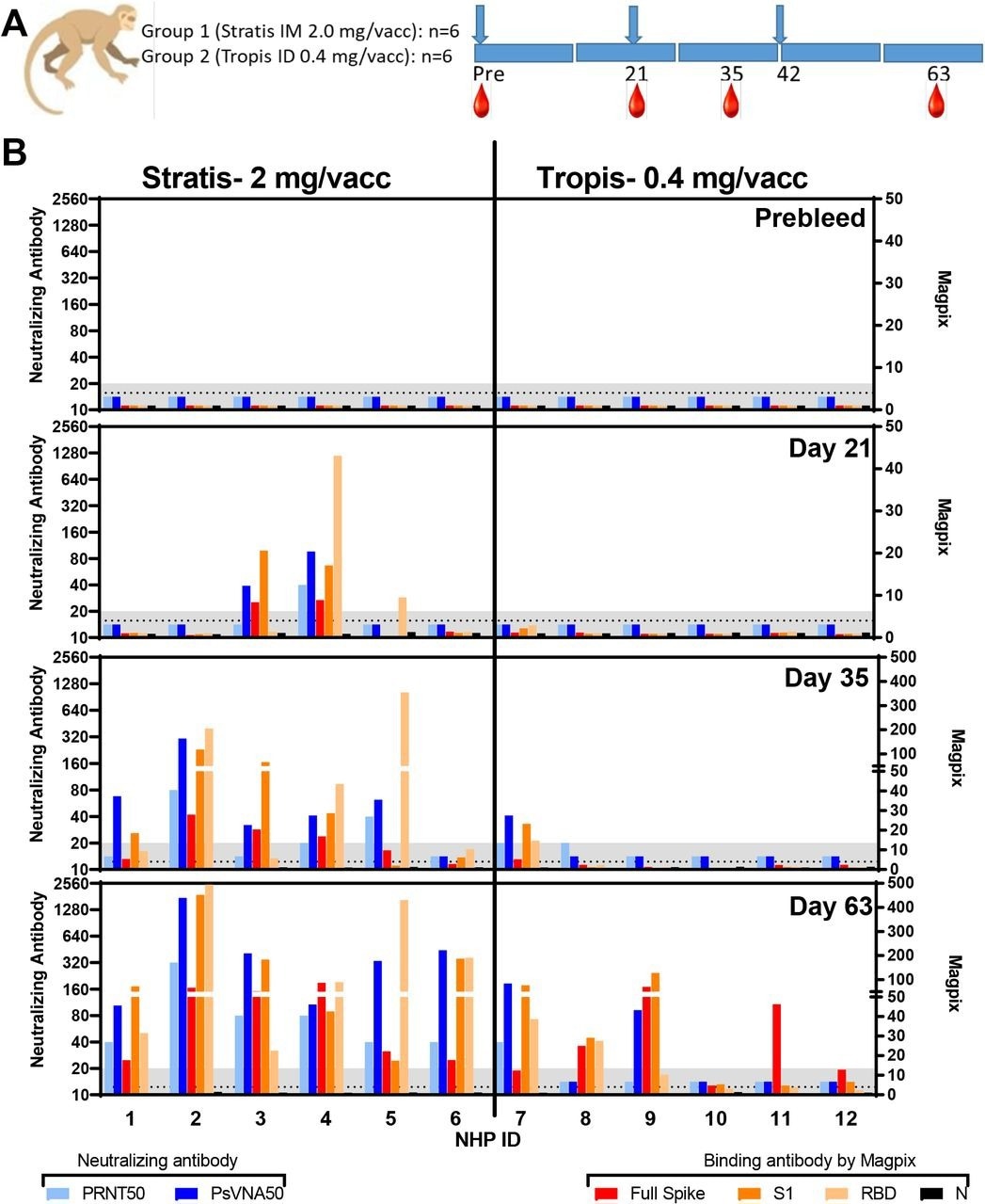 Neutralizing and binding antibody responses.  PRNT50, PsVNA50 and Magpix titers from sera collected at different time points.  A design.  (blue arrows = vaccine dosage; red drops = blood sampling times).  B) Neutralizing and binding antibody values ​​at the indicated time points.  Lower sample limits are shown as a gray shaded area.