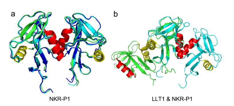 From Atom to Natural Killer Cell: The Story of an Unexpected Protein Structure