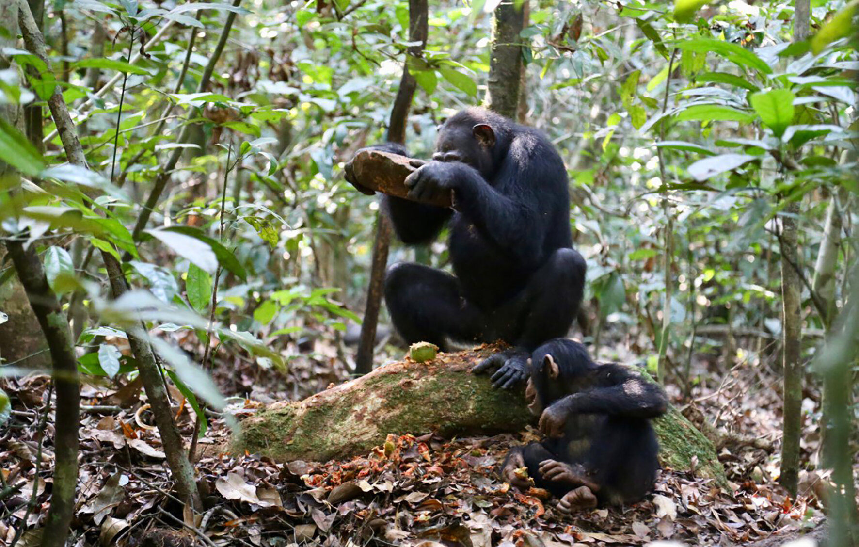 Researchers identify a variety of chimpanzee stone tools used to crack different types of nuts