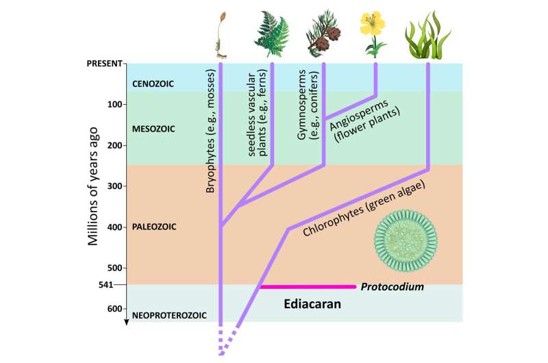 541-million-year-old fossil 3D algae reveal modern-looking ancestors of the plant kingdom