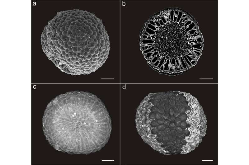 541-million-year-old fossil 3D algae reveal modern-looking ancestors of the plant kingdom