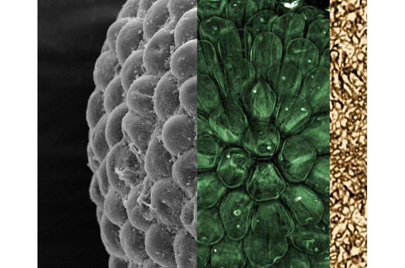 541-million-year-old fossil 3D algae reveal modern-looking ancestors of the plant kingdom