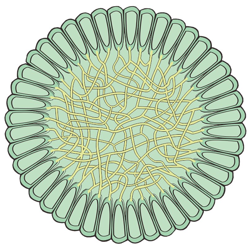 Three-dimensional fossil algae more than 541 million years old reveal modern-looking ancestors of the plant kingdom