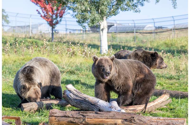 The ability of hibernating bears to regulate insulin was limited to eight proteins