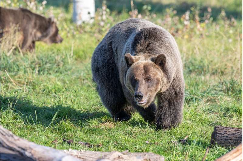 The ability of hibernating bears to regulate insulin was limited to eight proteins