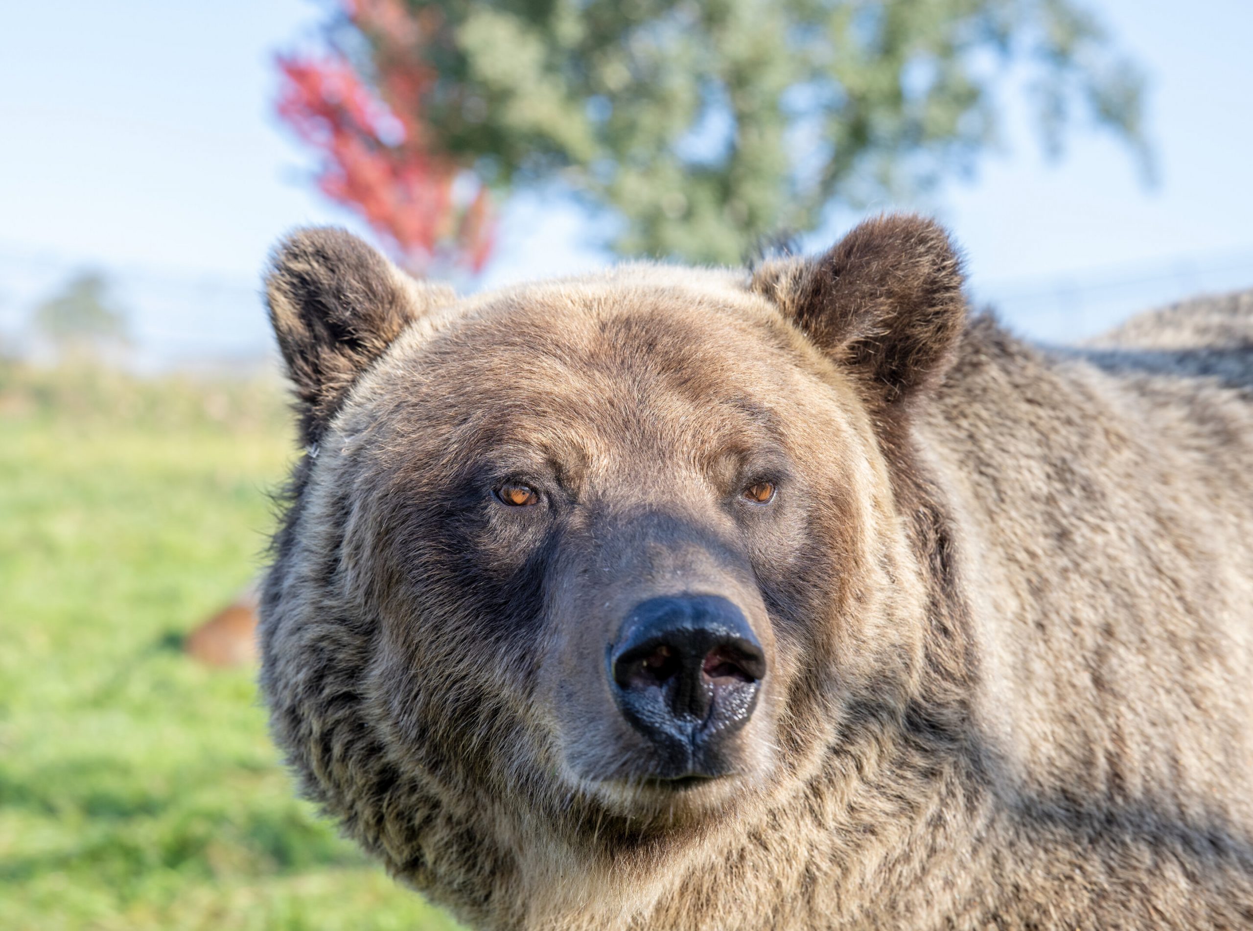 The ability of hibernating bears to regulate insulin was limited to eight proteins