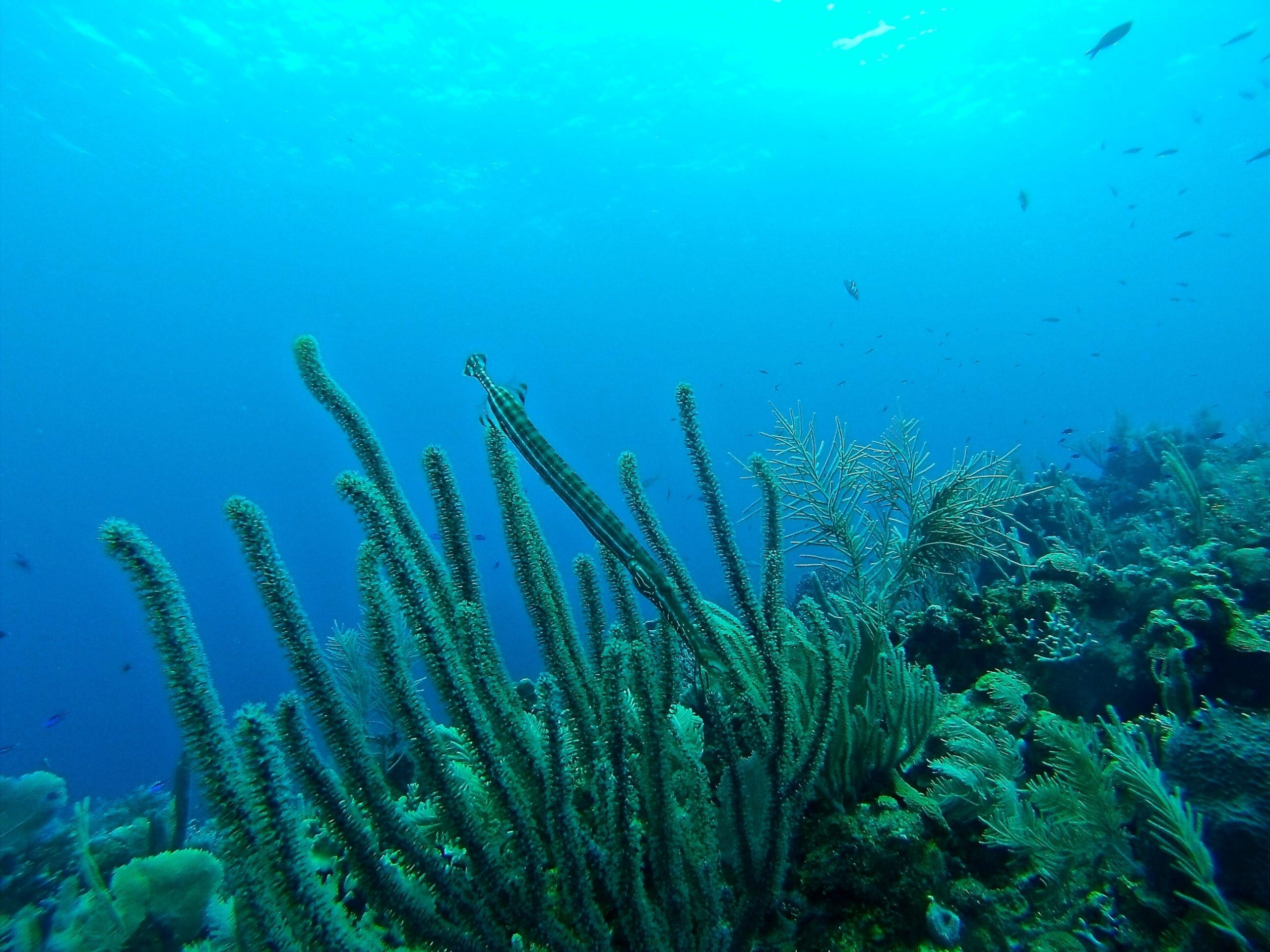 Oceanographers measure a plume of sediment kicked up by a deep-sea mining vehicle