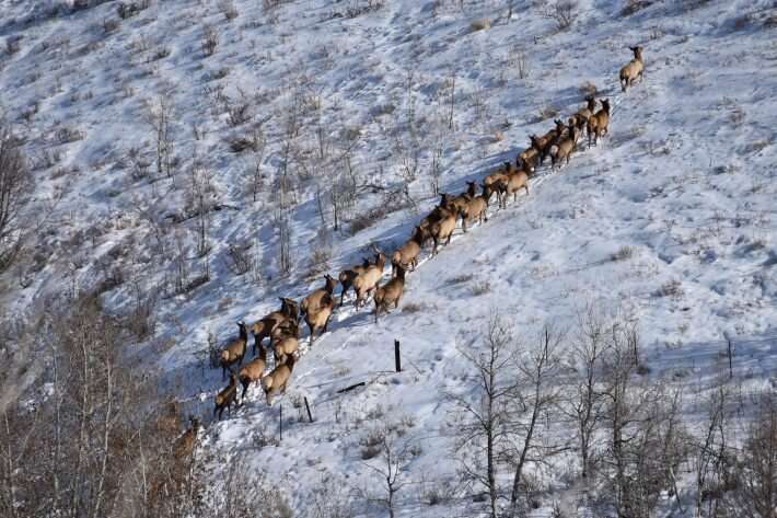 Predicting mule deer migration paths without GPS collars