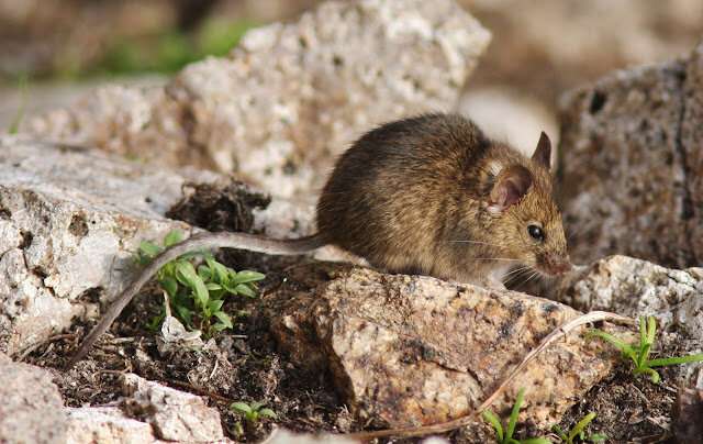 Small rodent, big appetite