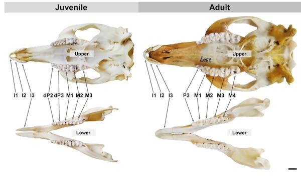 Why do people grow two rows of teeth?  These marsupials are rewriting the history of tooth development