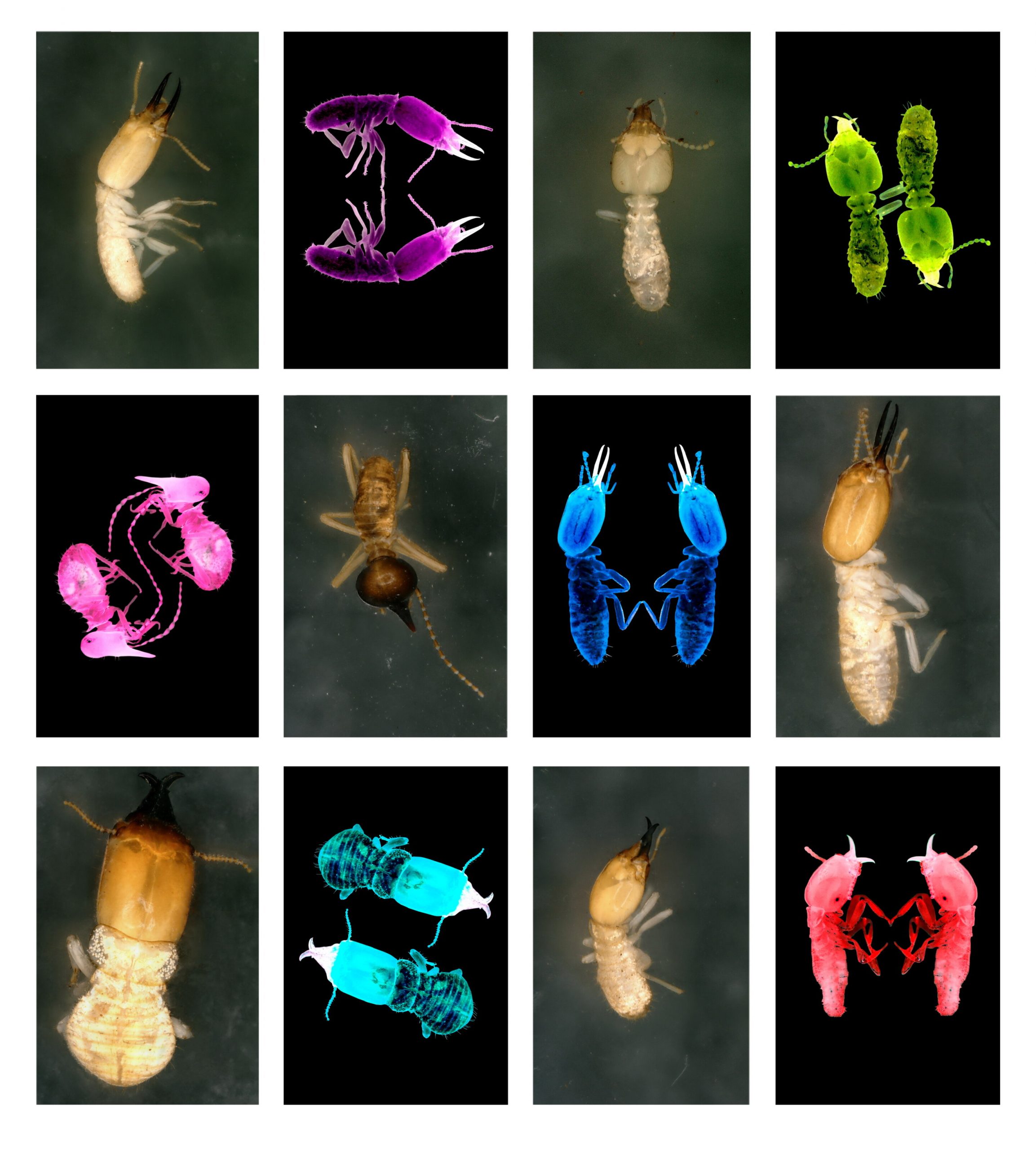 Termites could play a bigger role in future ecosystems