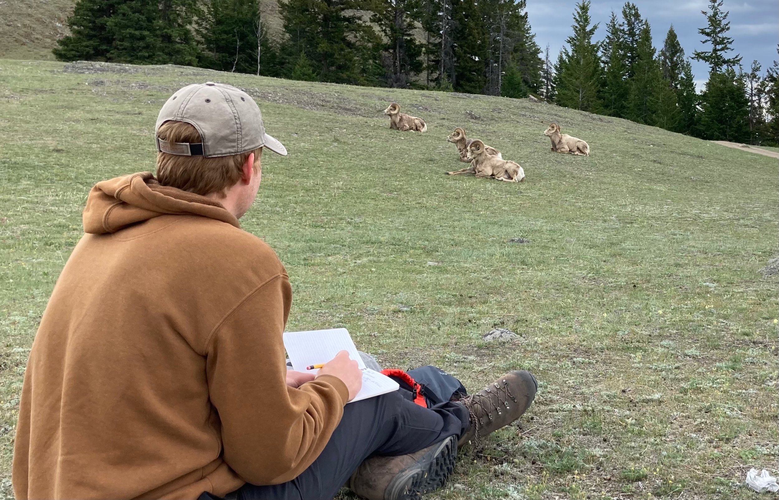 Study results show that female bighorn sheep with smaller horns are less reproductively fit