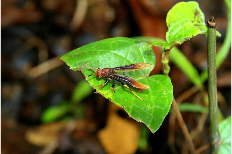 The rise to royalty;  how worker wasps balance specialization and plasticity