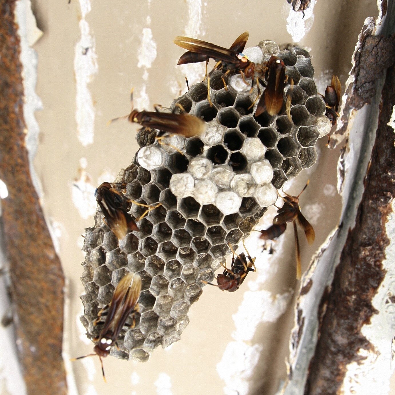 The Rise to Royalty: How worker wasps balance specialization and plasticity