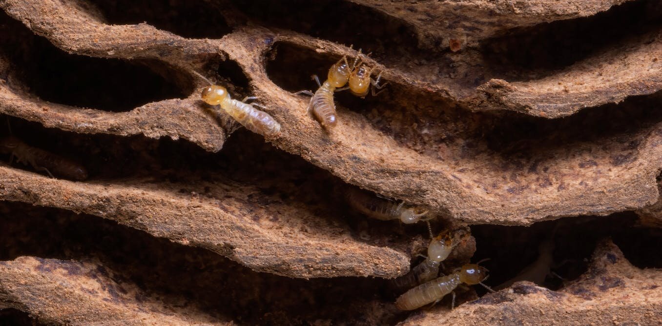 Termites love global warming, the pace of their wood eating speeds up significantly in hotter weather