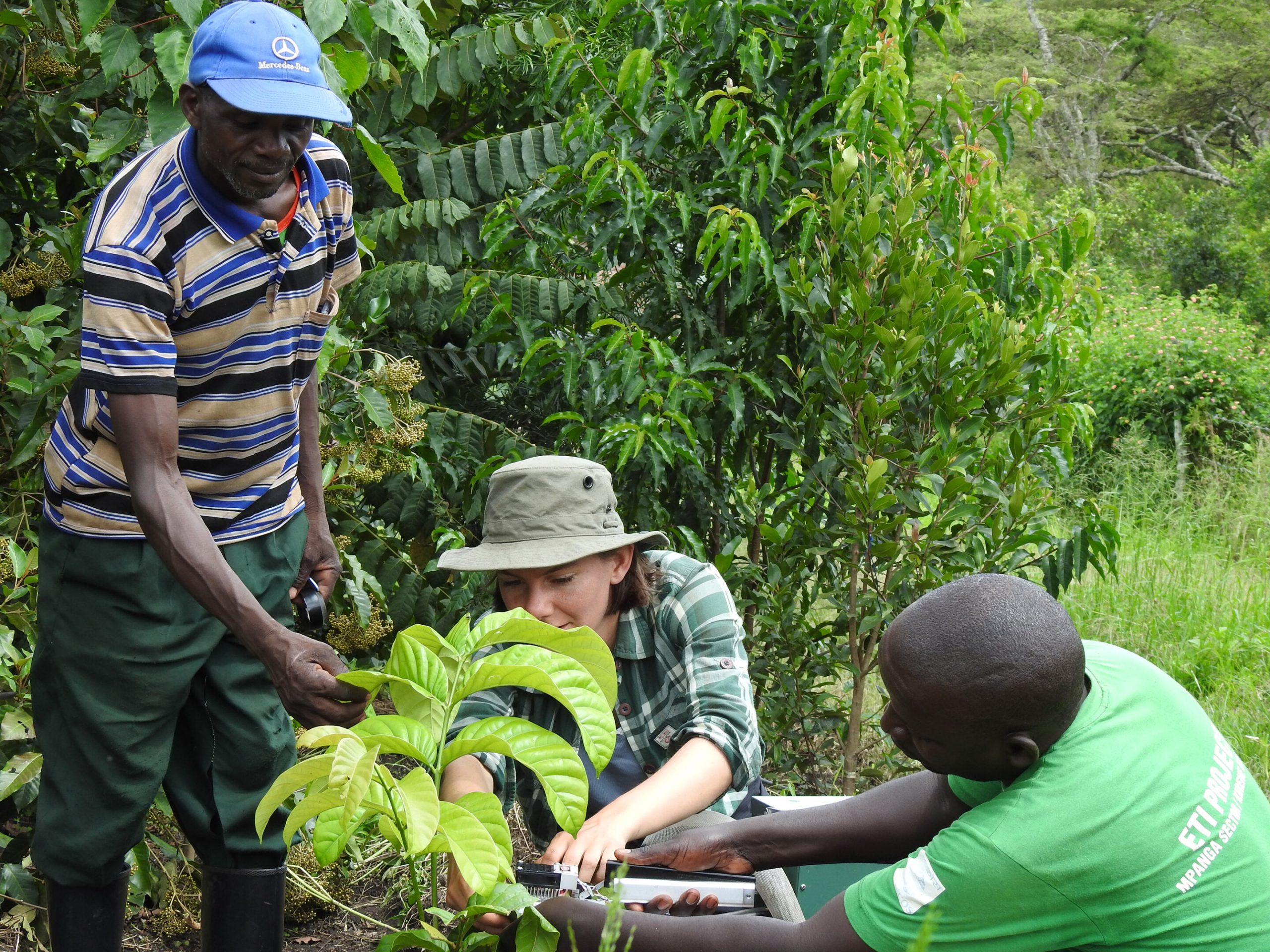 Research shows that some trees in warmer rainforests become overheated