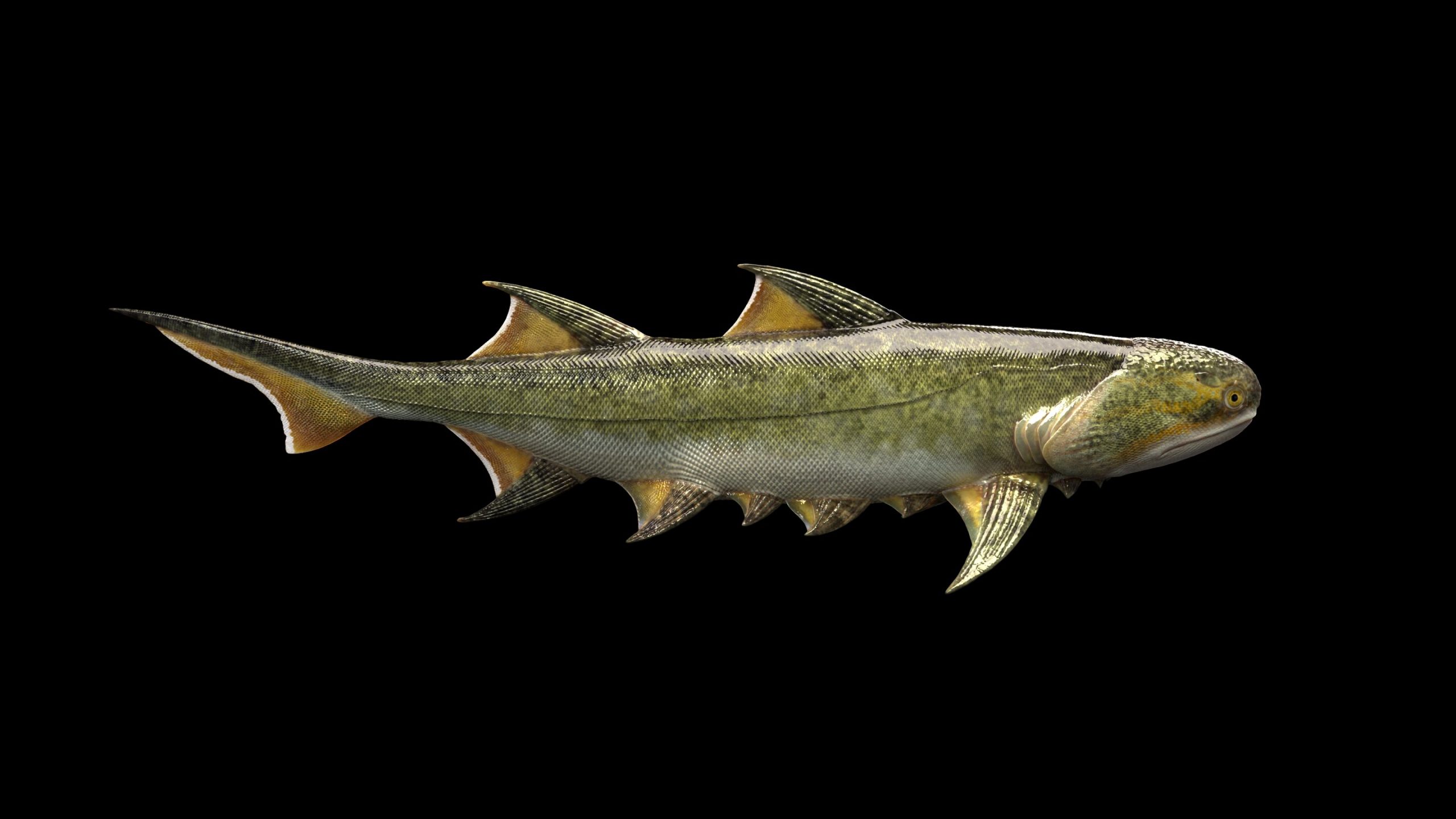 The ancient "shark" of China may be the oldest ancestor of man with jaws