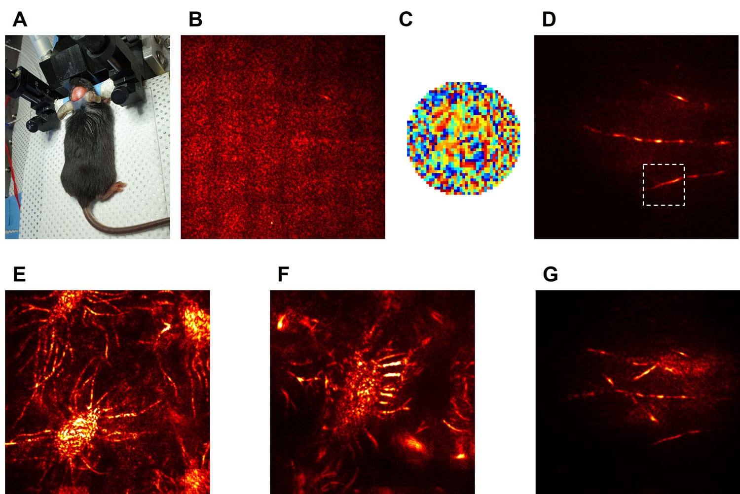 holographic microscope