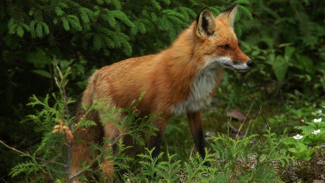 Foxes are wild animals which means they should be handled with care, but foxes are not typically aggressive or dangerous.