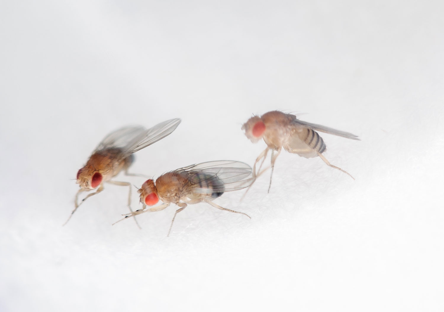 three fruit flies