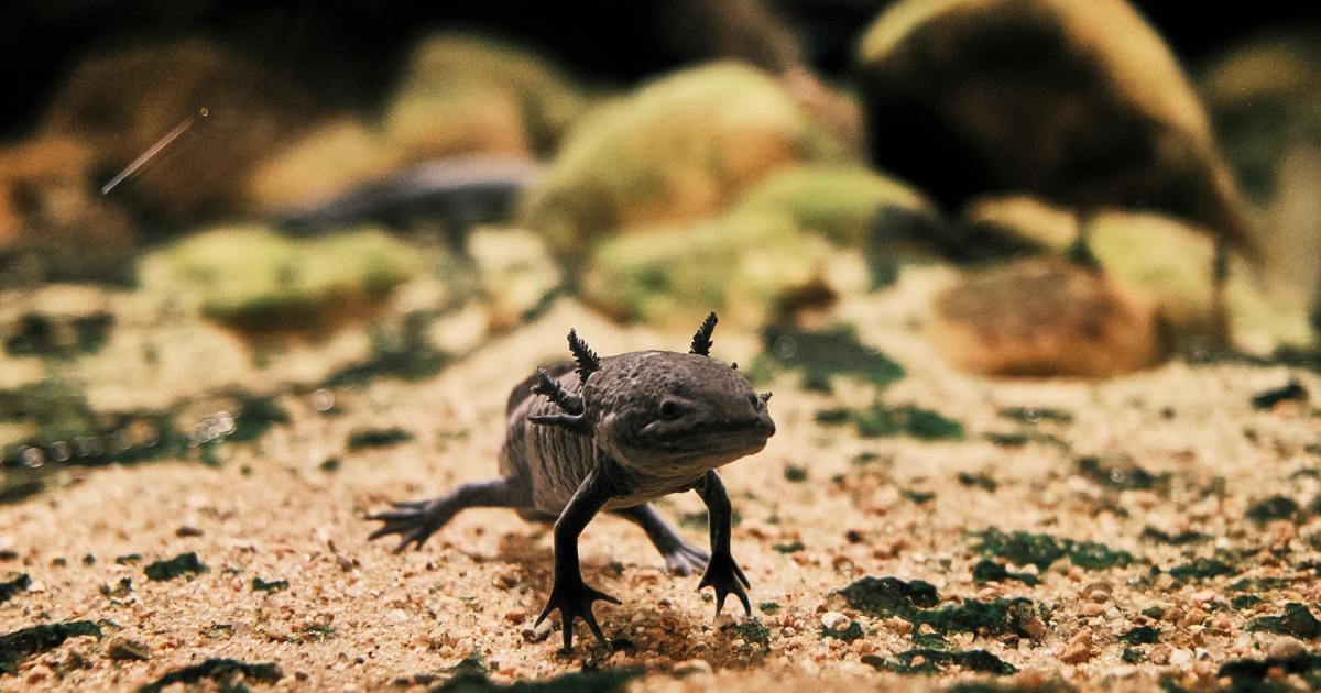 Axolotls can regenerate their brains