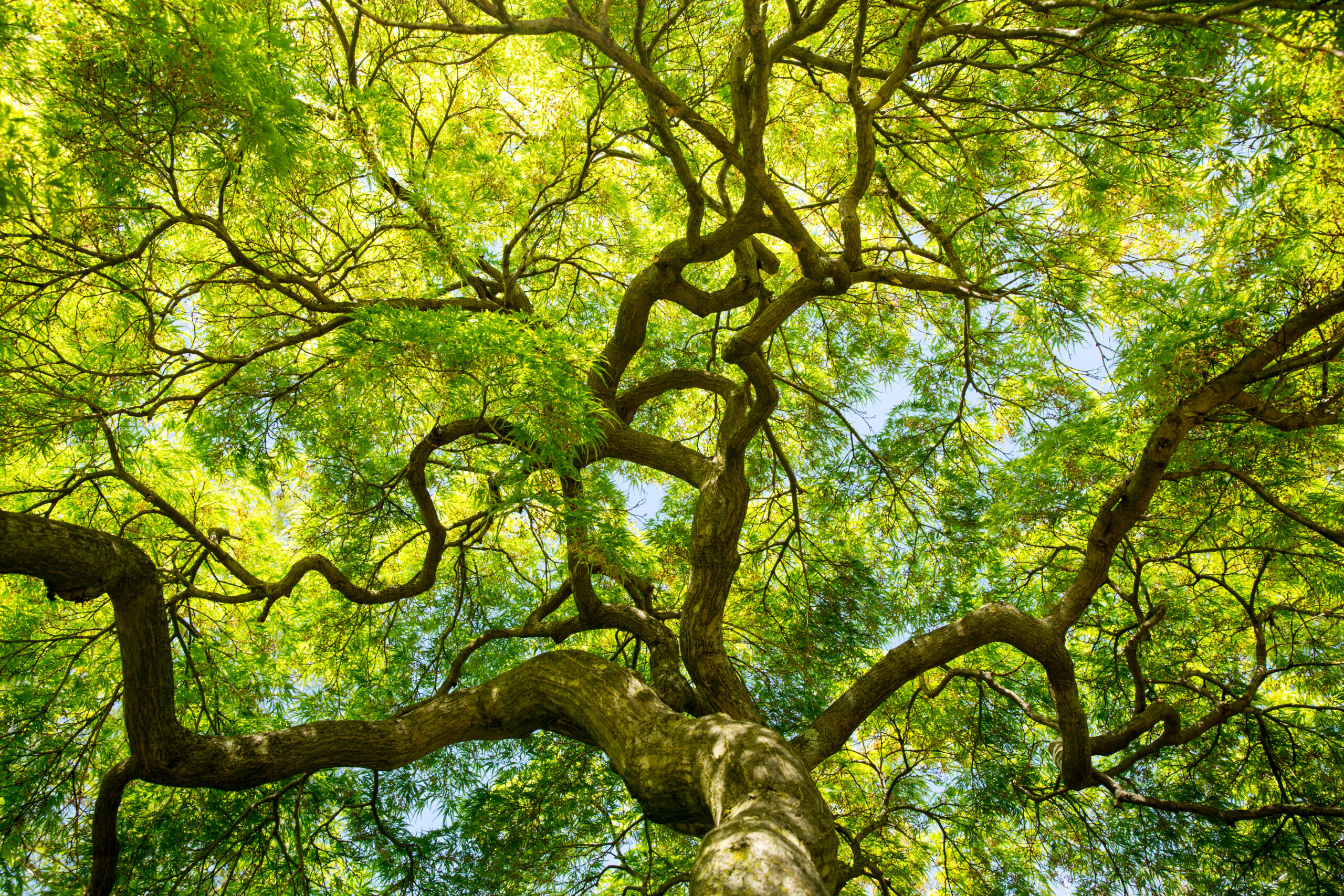 Changes in the tree canopy supported the earliest gliding lizards