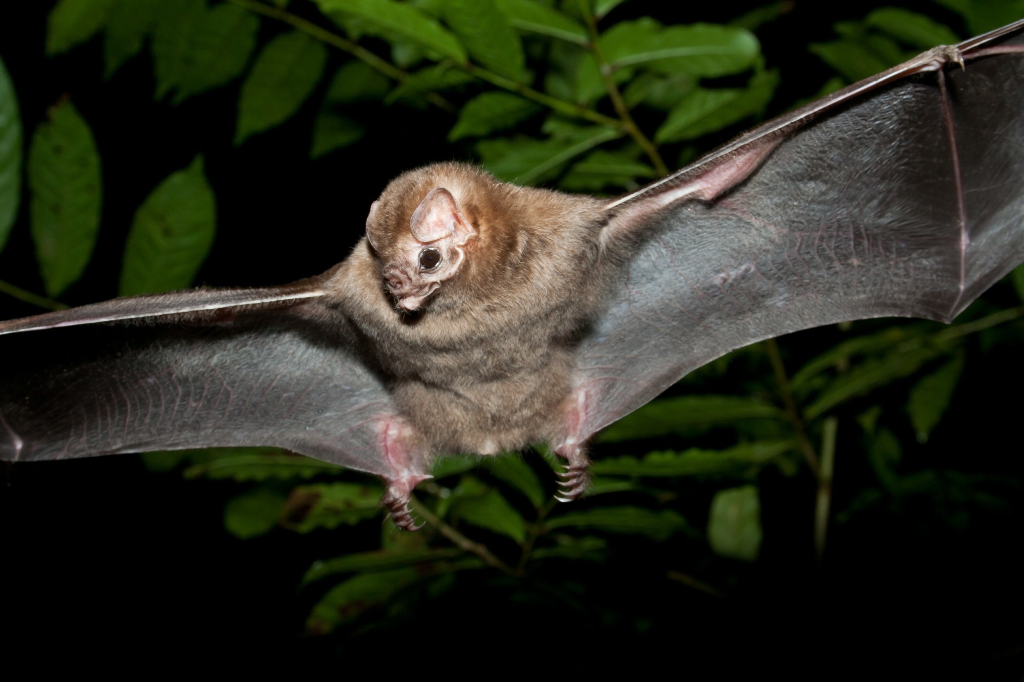 Study: Climate change has affected the spillover risk of bat-borne pathogens. Image Credit: Pablo Jacinto Yoder / Shutterstock