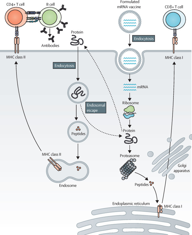 Clinical advances and ongoing studies of mRNA vaccines for cancer treatment