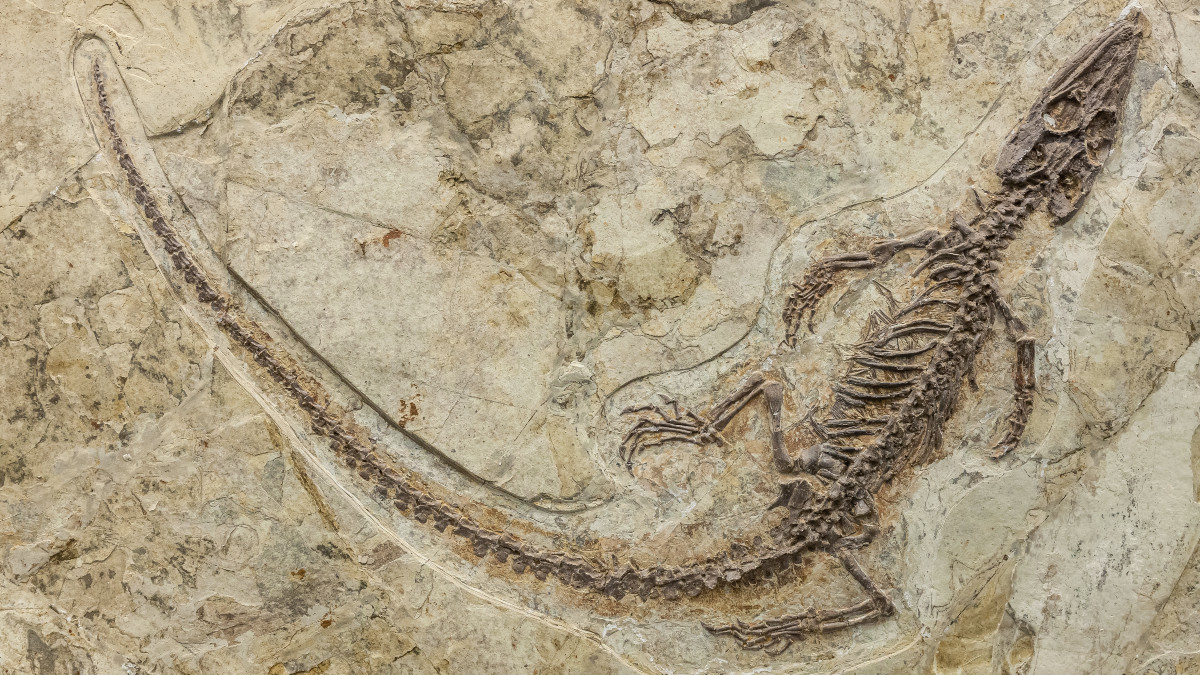 Fossil of a Philydrosaurus, a choristodere from the Early Cretaceous of China