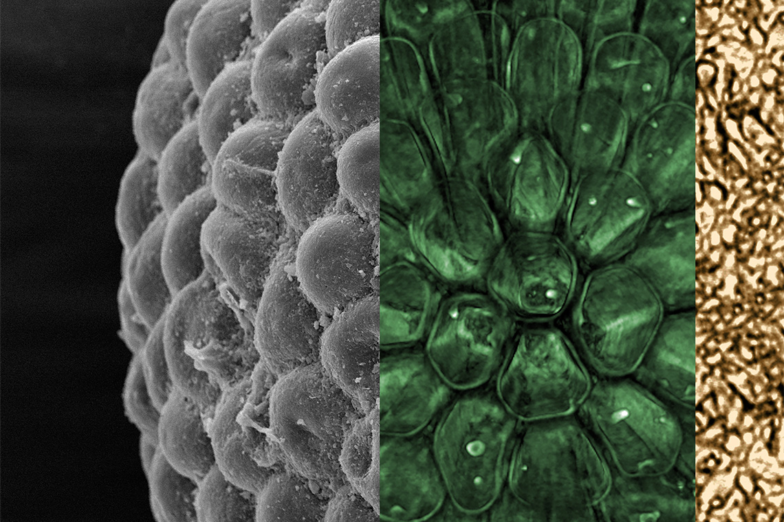 Fossil algae that formed 541 million years ago offer new insights into the roots of the plant kingdom