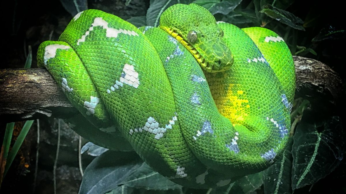 Emerald Tree Boa wrapped around a branch.